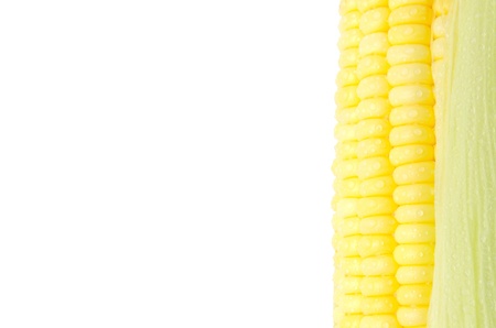 Grains of Ripe Corn with Water Dropletsの写真素材