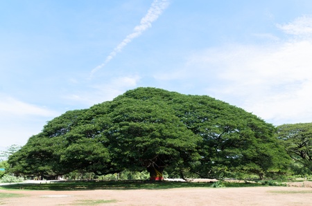 Giant Treeの写真素材