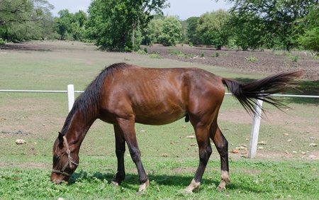 horse eating grass in pasturageの写真素材