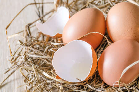 Egg in hay nestの写真素材