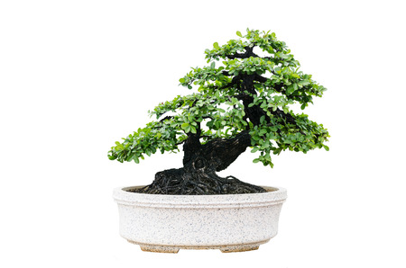 Bonsai tree isolated on white backgroundの写真素材