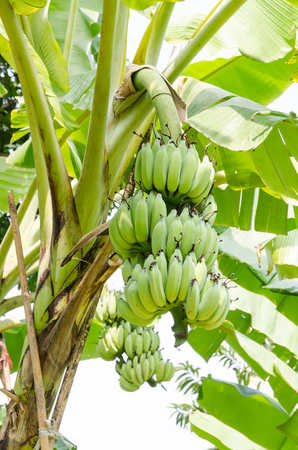 Green banana hanging on a branch of a banana treeの写真素材