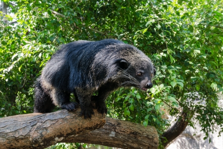 rare and amusing animal - binturongの写真素材