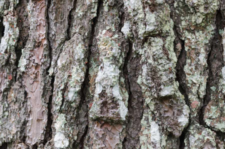 Tree bark textureの写真素材