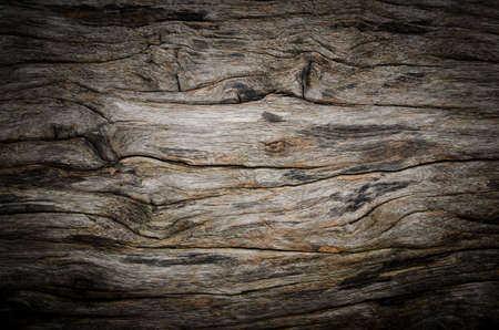 texture of bark wood ,vignette background