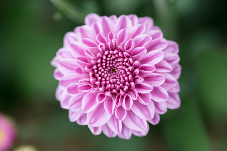 chrysanthemum flower with blur background