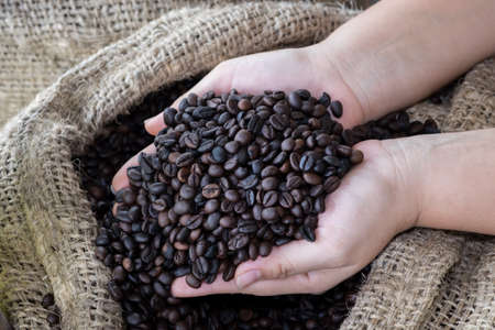 Coffee beans in handsの写真素材