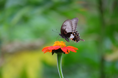 Butterfly on a mexican sunflowerの写真素材