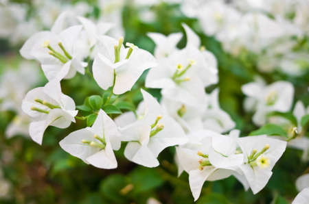 White paper flower or Bougainvillea close-up, selective focusの写真素材