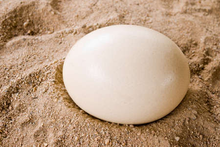 An ostrich egg laying on the sandの写真素材