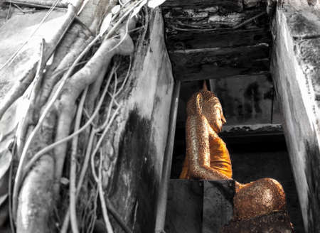 Image of buddha inside the temple that was covered by a big tree. This image shot through the window.の写真素材