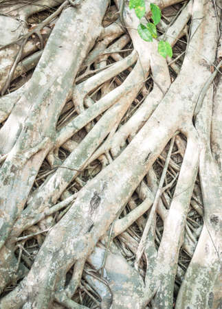 Many large tree roots together produce an interesting patternの写真素材