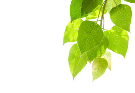 Bo leaves isolated on white able to use as backgroundの写真素材