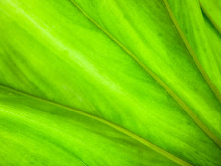 Green leaf texture able to use as background
