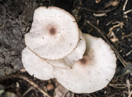 Wild mushroom. It was found on the ground in tropical forest.の写真素材