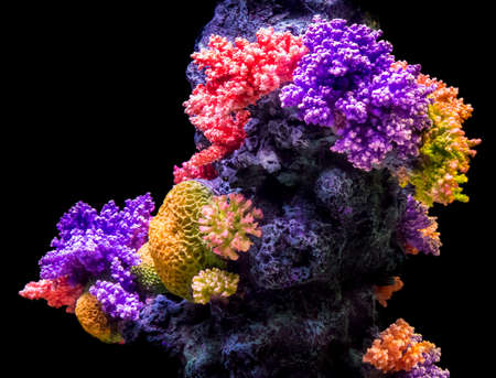 Colorful underwater coral isolated on black background