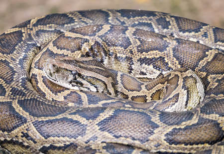 Close up image of the brown snake