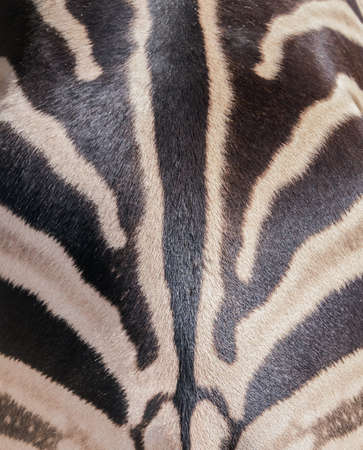 Zebra skin able to use as background