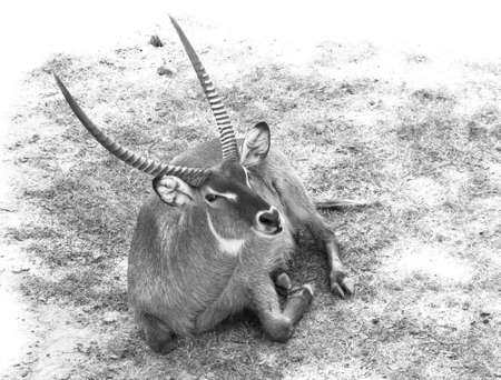 Gazelle sitting on the ground in black and whiteの写真素材