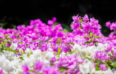 Garden of paper flower isolated on black background, selective focusの写真素材