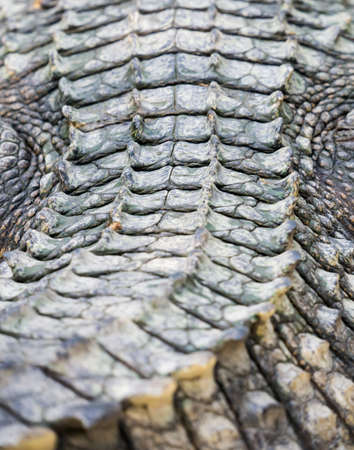 Crocodile skin from the back, selective focusの写真素材