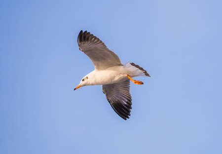 Flying seagull symbolize of peace and freedom