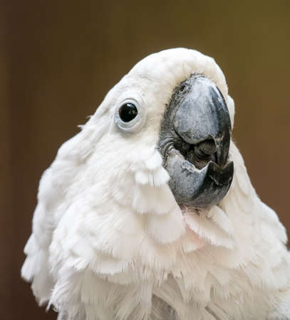 Portrait of cockatoo isolated on brown backgroundの写真素材