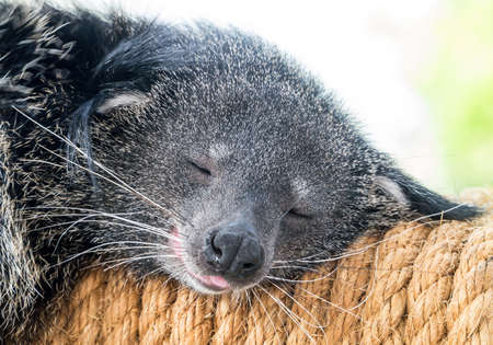 Sleeping binturong close up shot in soft backgroundの写真素材