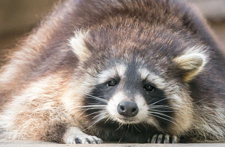 Portrait of raccoon who is looking at youの写真素材