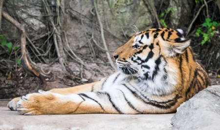 Bengal tiger laid down with laziness and then asleepの写真素材