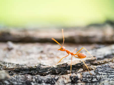 Macro shot of ant walking across the cracked woodの写真素材