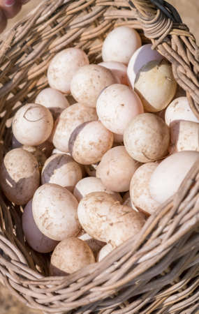 Many organic fresh eggs collected in the basketの写真素材
