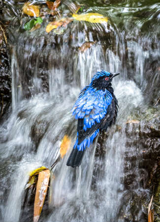 Asian fairy bluebird taking a bath in the waterfall, slow shutterの写真素材