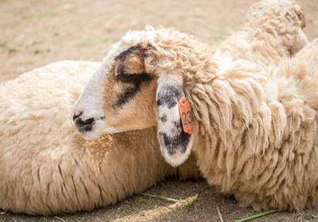Sheeps are sleeping together on the farm ground