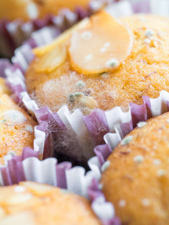 Macro shot of fungus spore growing on cupcakes