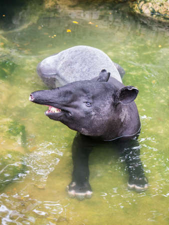 A smiling tapir sitting in the shallow waterの写真素材