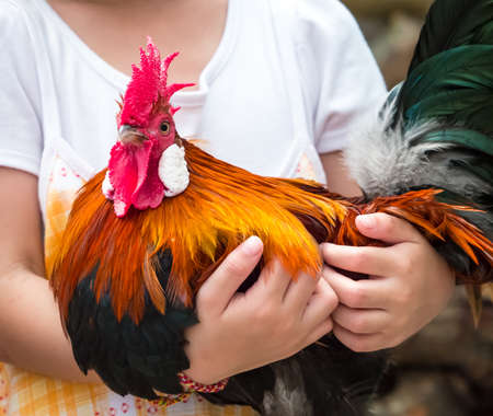 Child's hand hugging rooster with love and careの写真素材