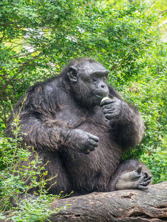 Gorilla sitting and eating on the wooden logの写真素材