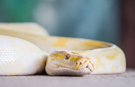 Close up image of the yellow snake