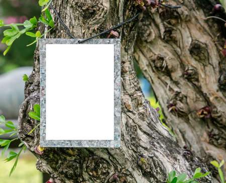 Blank notice card hanging on the tree able to put any message insideの写真素材