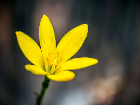 Yellow flower blooming in the dark with the small shed of light in concept of beautiful hopeの写真素材