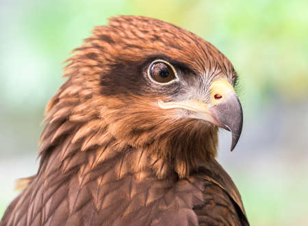 Portrait of brown eagle in soft backgroundの写真素材