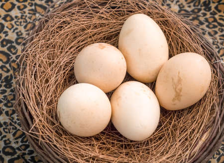 Five natural eggs arranged in the twig nestの写真素材