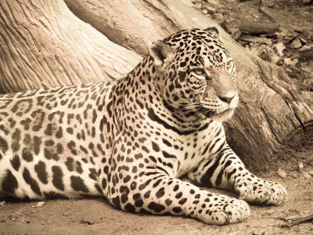 Jaguar sitting on the ground processed in warm duotoneの写真素材