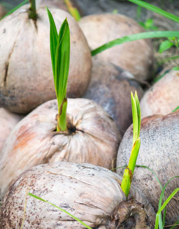 Coconut shoots growing up in the natureの写真素材