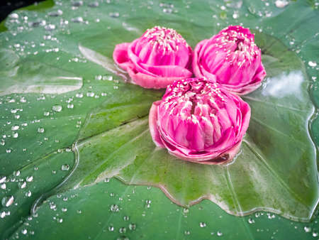 Three lotus flowers floating on the big leaf in concept of natural relaxationの写真素材