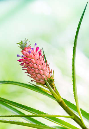 Bromeliad, colorful pineapple flower blooming on soft green backgroundの写真素材