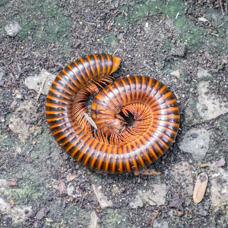 Millipede on the ground in square croppedの写真素材