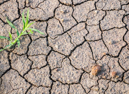 Dry cracked ground with some stone and grass able to use in concept of hot weatherの写真素材
