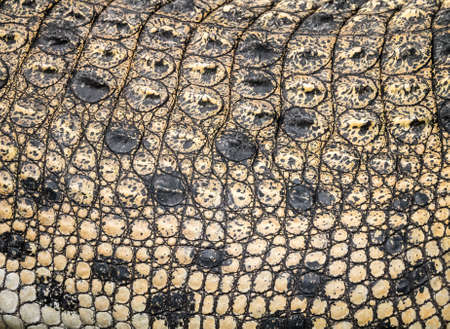 Closeup of the crocodile skin able to use as backgroundの写真素材